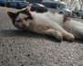 плес_8
